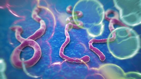 埃博拉病毒需要非常少的突变才能在新宿主物种中引起疾病