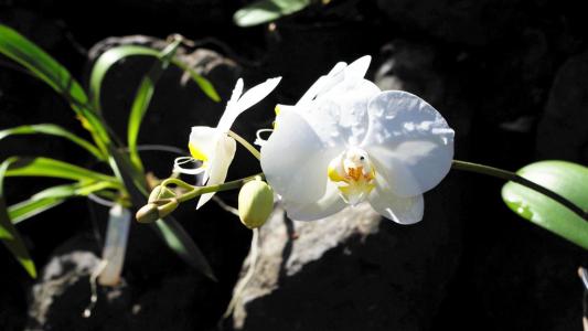 白化兰花中的基因可能为非光合植物所使用的寄生机制提供线索