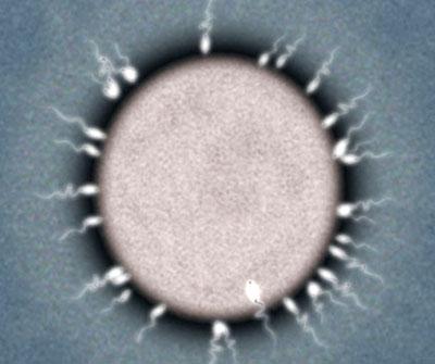 精卵融合蛋白具有与寨卡和其他病毒相同的结构
