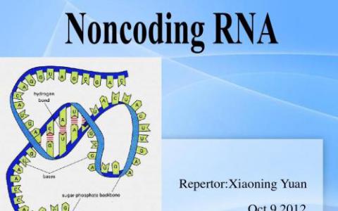 改进的基因表达图谱显示许多人长的非编码RNA实际上可能是功能性的