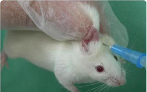 NIST专利用于验证小鼠细胞系的DNA方法