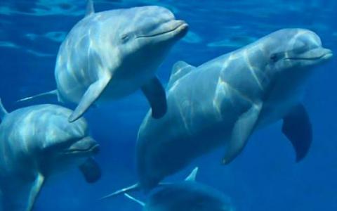 潜入海豚基因组可以有益于人类健康