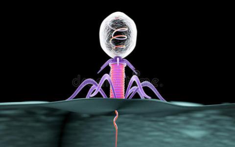 CRISPR模型 噬菌体共同进化解释了令人困惑的实验结果
