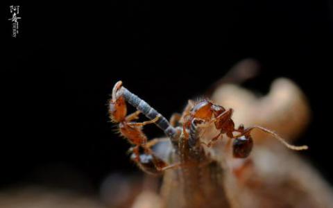 科学家探讨了红火蚂蚁中社会超基因的演变