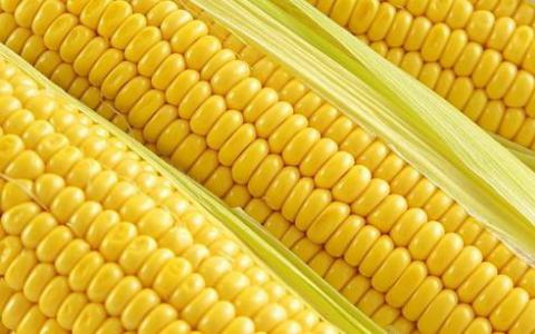 玉米研究发现有助于作物适应变化的基因