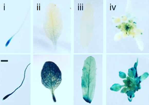 æåè¥çç»ç»åå­¦æè²ï¼ï¼iï¼7æ¥é¾å¹¼èåçæ¹å°ï¼ï¼iiï¼è²åº§å¶ï¼ï¼iiiï¼èçå¶åï¼ivï¼è¡¨è¾¾éçåVRN2-GUSçCol-0åprt6-1ç³»çè±åºã ï¼iï¼ä¸­çæ¯ä¾å°º - 500Î¼mã å¾çæ¥æºï¼Gibbsç­ï¼doiï¼10.1038 / s41467-018-07875-7ã