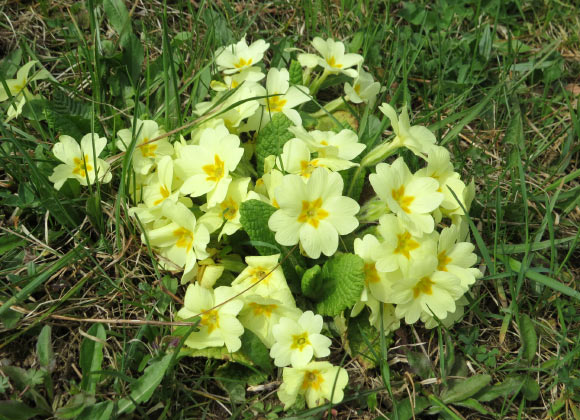 å¸¸è§æ¥æ¥è±ï¼Primula vulgarisï¼ã å¾çæ¥æºï¼GT 1976 / CC BY-SA 4.0ã