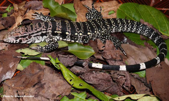 å·¨åteguï¼Salvator merianaeï¼ã å¾çæ¥æºï¼Renato Recoderã