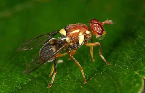 果蝇有助于揭示新陈代谢的进化