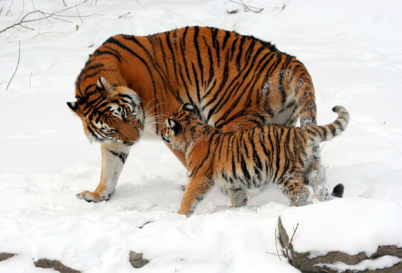 é¿ç©å°èï¼Panthera tigris altaicaï¼ï¼æ¯äº²åå¹¼å´½ã 