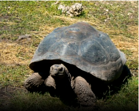加拉帕戈斯巨龟基因研究暗示了长寿的秘密