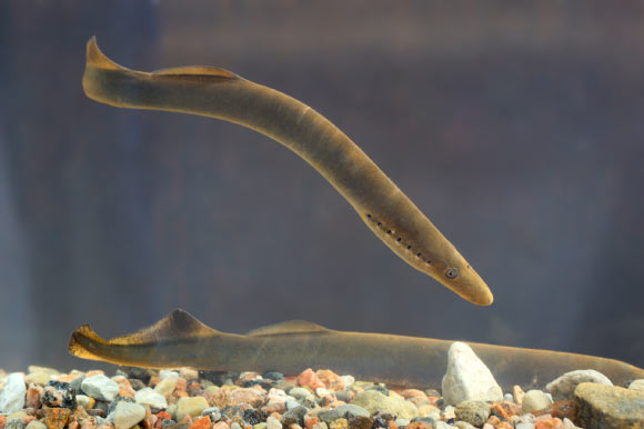 æ¬§æ´²æ²³lampreysï¼Lampetra fluviatilisï¼å¨ç®éå¡æ²³ï¼ç±æ²å°¼äºã å¾çæ¥æºï¼Tiit Hunt / CC BY-SA 3.0ã