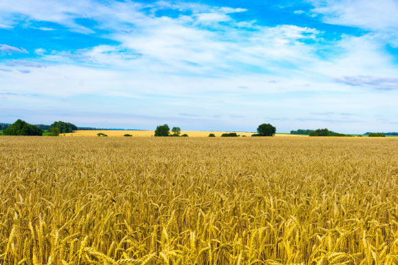 é¢åéº¦å­ï¼Triticum aestivumï¼çé¢åå¨ä¹åå°ã å¾çæ¥æºï¼Oleksii Alieksieievã