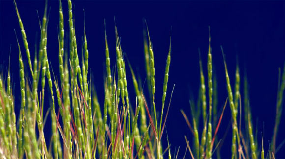 Tauschçå±±ç¾èï¼Aegilops tauschiiï¼ï¼ä¹è¢«ç§°ä¸ºç²ç©ç¡¬èï¼æ¯ä¸ç§èªè±æç²çå±±ç¾èç§ç±»ï¼ä½äºèç§çå°éº¦æä¸­ã å®åäº§äºæ¸©å¸¦äºæ´²åç­å¸¦äºæ´²å°åº¦æ¬¡å¤§éï¼æ¬§äºå¤§éçé«åç´¢å°åºåä¸æ¬§çä¹åå°ã å¾çæ¥æºï¼Patrick McGuire /åå·å¤§å­¦ã