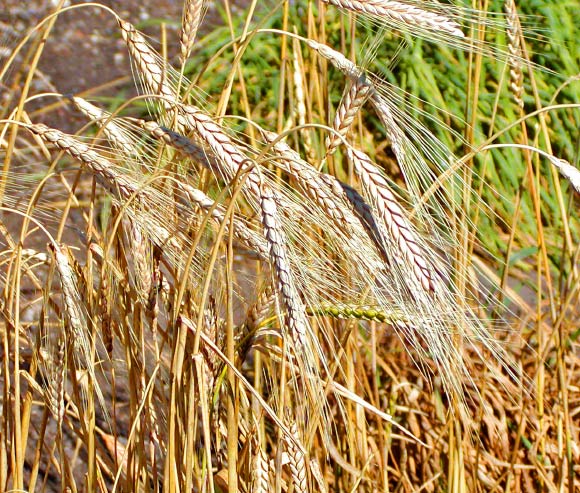 Triticum turgidumã å¾çæ¥æºï¼Stan Shebs / CC BY-SA 3.0ã