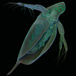 变革哨兵水蚤基因组提高环境监测能力