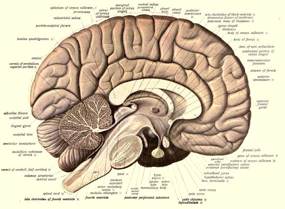 1908年Sobotta的人体解剖学的解剖图显示了人类大脑的结构。 图片来源：Johannes Sobotta博士。