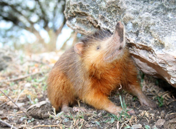 Hispaniolançµç£éï¼Solenodon paradoxusï¼ã å¾çæ¥æºï¼Solenodon Joe / CC BY 3.0ã