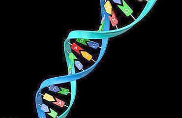 遗传科学家完成对尼安德特人Y染色体的首次分析