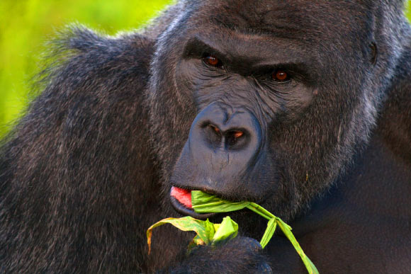 西部低地大猩猩（Gorilla gorilla ssp.gorilla）。 图片来源：Jack Hynes / CC BY-SA 3.0。