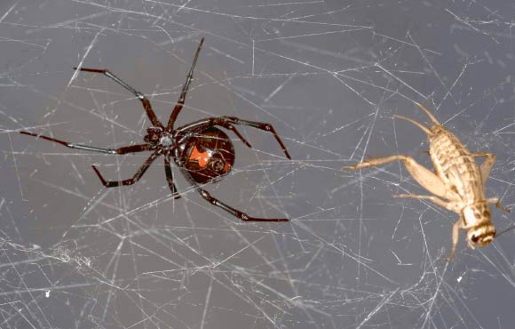 åé¨çé»å¯¡å¦èèï¼Latrodectus mactansï¼ä¸å®ççºç²èæ¿å­èèï¼Acheta domesticusï¼å¨èèç½å°ä½äºã å¾çæ¥æºï¼Scott Camazineï¼doiï¼10.1371 / journal.pone.0142503.g001ã