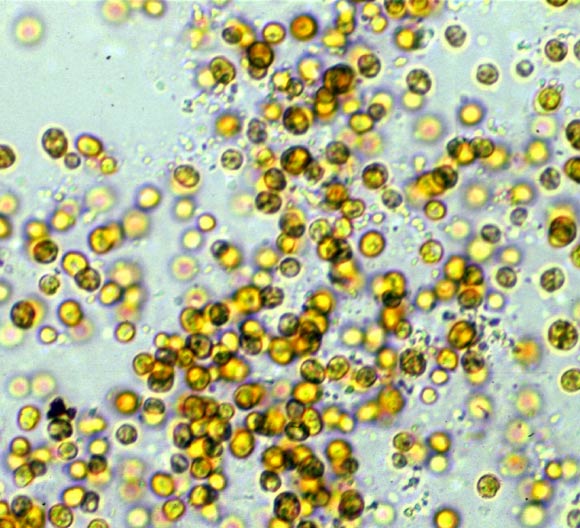 Dinoflagellate Genome令研究人员感到惊讶