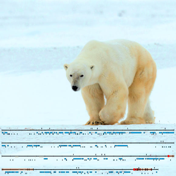 北极熊Y染色体的基本部分首次被解码。 图片来源：Axel Janke。