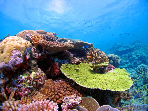 沿着大堡礁北部的珊瑚。 图片来源：Line K Bay /澳大利亚海洋科学研究所。