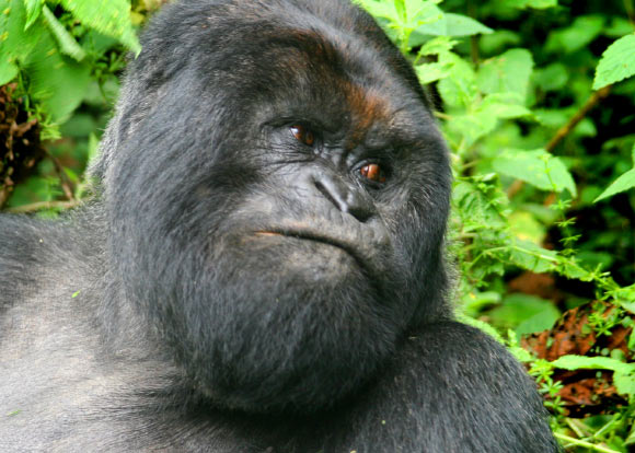 山地大猩猩（Gorilla beringei beringei）。 图片来源：Gavin Langille / CC BY-SA 2.0。