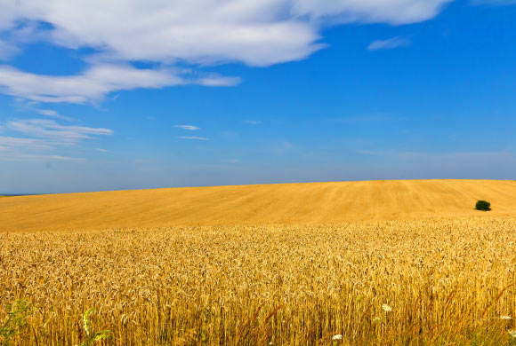 麦田在利沃夫州地区，乌克兰。 图片来源：Raimond Spekking / CC BY-SA 3.0。