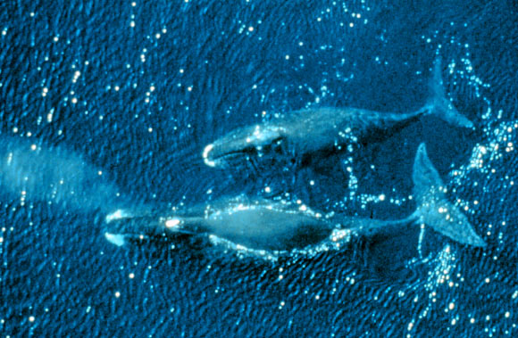 Bowhead鲸（Balaena mysticetus）。 图片来源：美国国家海洋和大气管理局。
