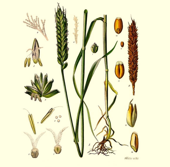 æ®éå°éº¦ï¼å°éº¦ï¼Triticum aestivumï¼ã å¾çæ¥æºï¼FranzEugenKÃ¶hlerã