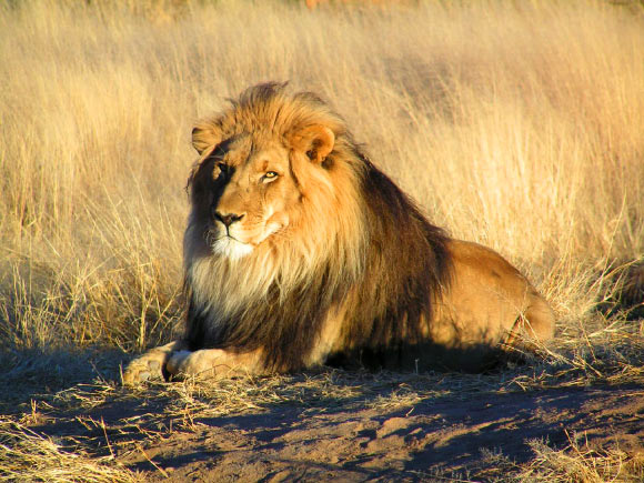 Panthera利奥，男性，在纳米比亚。 图片来源：Kevin Pluck / CC BY 2.0。