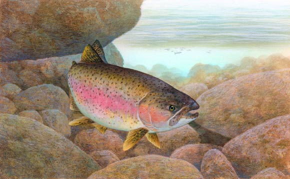 这是艺术家对虹鳟鱼Oncorhynchus mykiss的印象。 图片来源：Timothy Knepp /美国鱼类和野生动物服务中心。