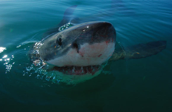 大白鲨，Carcharodon carcharias。 图片来源：M。Scholl /拯救我们的海洋基金会。