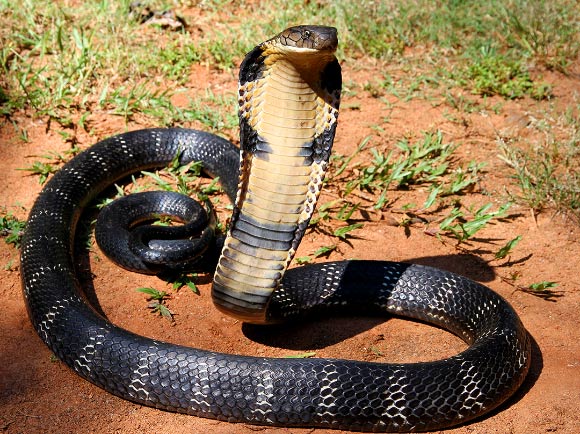 眼镜王蛇，Ophiophagus汉娜。 图片来源：Anand Titus / Geeta Pereira / Michael Allen Smith / CC BY-SA 2.0。
