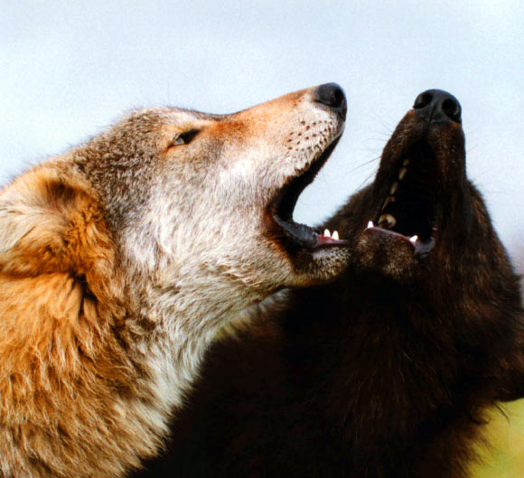 两只狼。 图片来源：Monty Sloan。