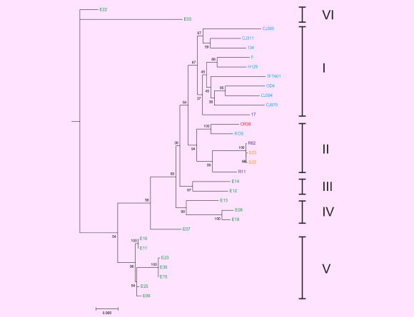 该图显示了31个HSV-1株及其6个进化枝的系统发育树，基于地理来源。 病毒分离株根据原产国而着色：美国 - 浅蓝色，英国 - 深蓝色，中国 - 红色，韩国 - 紫色，日本 - 橙色和肯尼亚 - 绿色。 图片来源：Kolb AW等。