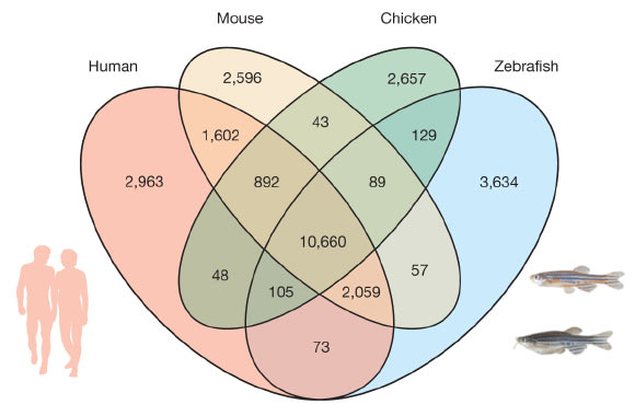 斑马鱼，人类，小鼠和鸡基因组之间共享的直系同源基因（Kerstin Howe等）