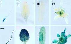 生物学家揭开了开花植物的记忆机制