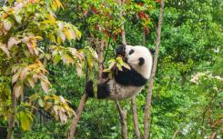 22,000岁大熊猫的线粒体DNA揭示了长期失落的血统