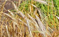 研究人员重建野生小麦基因组