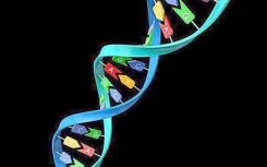 遗传科学家完成对尼安德特人Y染色体的首次分析