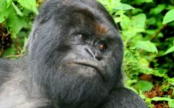 山地大猩猩揭示了它们的遗传秘密