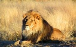 新基因研究重建狮子的分布历史