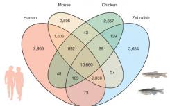 斑马鱼基因组发现与人类惊人相似