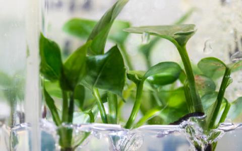 转基因室内植物可以清洁室内空气