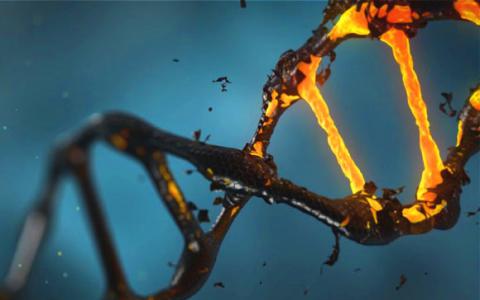 “垃圾”DNA在将基因组结合在一起起着至关重要的作用