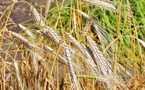 研究人员重建野生小麦基因组