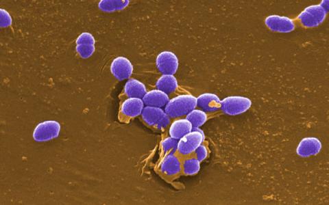 研究表明奥陶纪期间第一个肠球菌出现在地球上